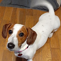 Thumbnail photo of Ellie~adopted! #2