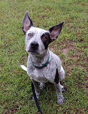 Ridgeland, SC - Blue Heeler/Australian Cattle Dog. Meet Hildie a Pet ...