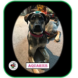 Thumbnail photo of Aquarius ADOPTED!!! #2
