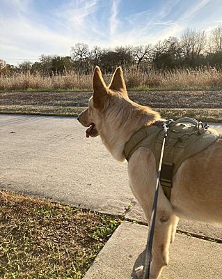 Houston, TX - German Shepherd Dog/Golden Retriever. Meet Bornil (Cider ...