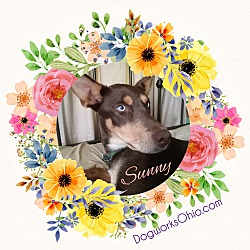 Thumbnail photo of Sunny #3