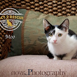 Thumbnail photo of Moo #3