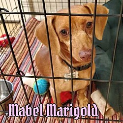 Thumbnail photo of Mabel Marigold #3