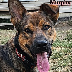 Thumbnail photo of Murphy #4