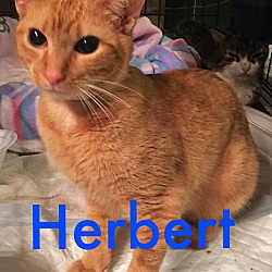 Thumbnail photo of Herbert #1