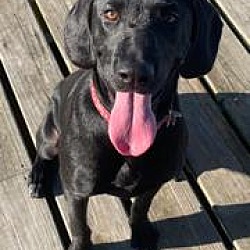 Labrador Retriever Puppies For Sale In Mobile Alabama Adoptapet Com