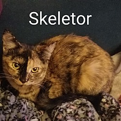 Photo of Skeletor