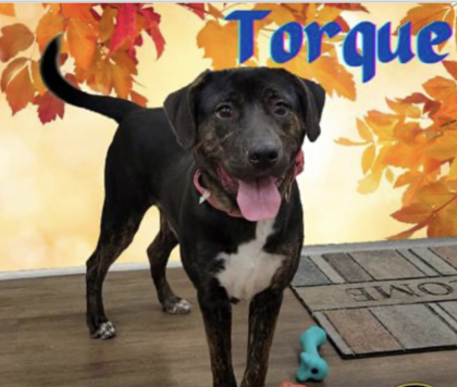 Thumbnail photo of Torque #2