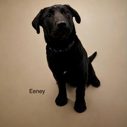 Thumbnail photo of Eeney #1