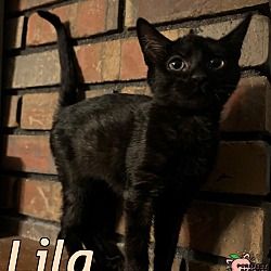 Thumbnail photo of Lila #3