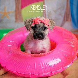 Thumbnail photo of Kensley #1