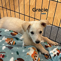 Thumbnail photo of GRACIE #1