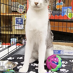 Thumbnail photo of Morticia, Levittown PetSmart (FCID 8/13/2024-108) #2