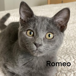 Thumbnail photo of Romeo #4