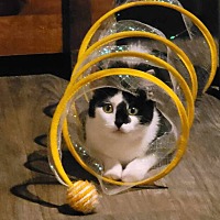 adopt a pet