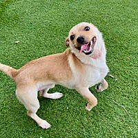 adopt-pet