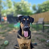 adopt a pet