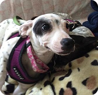 dalmatian and chihuahua mix