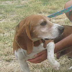 Photo of Billy the beagle