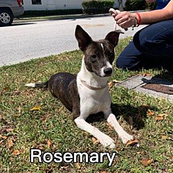 Thumbnail photo of Rosemary #2
