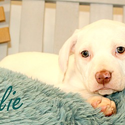Thumbnail photo of Jolie~adopted! #2