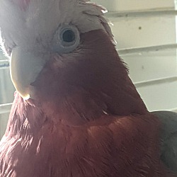 Thumbnail photo of Scarlet Rose Breasted Cockatoo #2