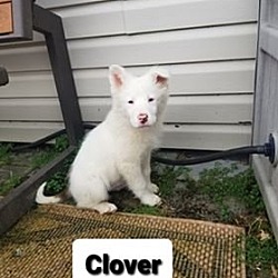 Thumbnail photo of Clover #4