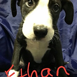 Thumbnail photo of ETHAN #2