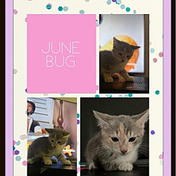 Photo of June Bug