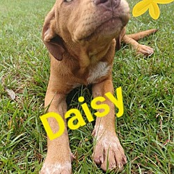 Photo of Daisy (CL 2023)