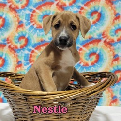 Photo of Nestle