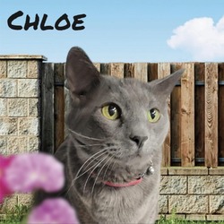 Thumbnail photo of Chloe #2