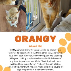 Thumbnail photo of Orangy #2