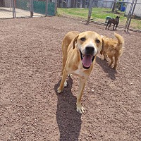 adopt-pet