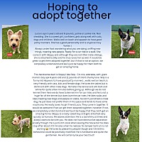 adopt-pet