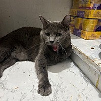 adopt a pet