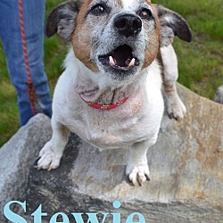 Thumbnail photo of Stewie #2