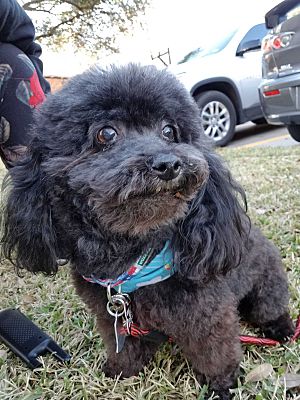 Dallas, TX - Poodle (Toy or Tea Cup). Meet Jingles a Pet for Adoption