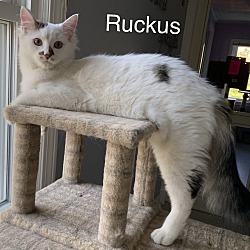 Photo of Ruckus