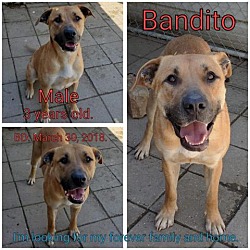 Photo of Bandito