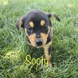 Photo of Sooty