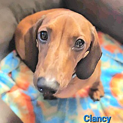 Photo of Clancy