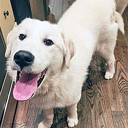 Thumbnail photo of Fred in TN - Ready to be Your Adventure Buddy! #3