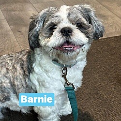 Photo of Barnie