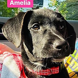 Thumbnail photo of Amelia #4