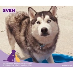 Thumbnail photo of Sven #1