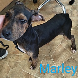 Thumbnail photo of Marley #3