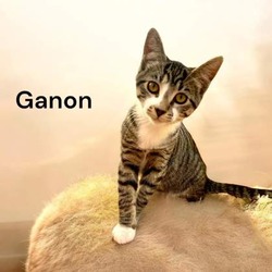 Thumbnail photo of Ganon #1