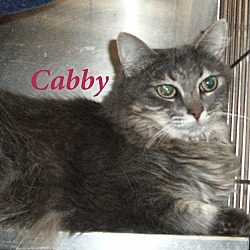 Thumbnail photo of Cabby #2