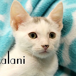 Thumbnail photo of Kalani #2